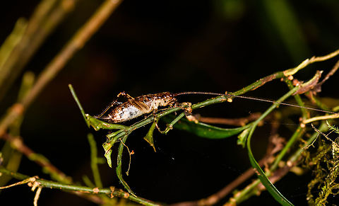 Katydid with mega antennae, Ranomafana, Madagascar Found at night in Ranomafana. Africa,Madagascar,Madagascar 2019,Ranomafana National Park,World