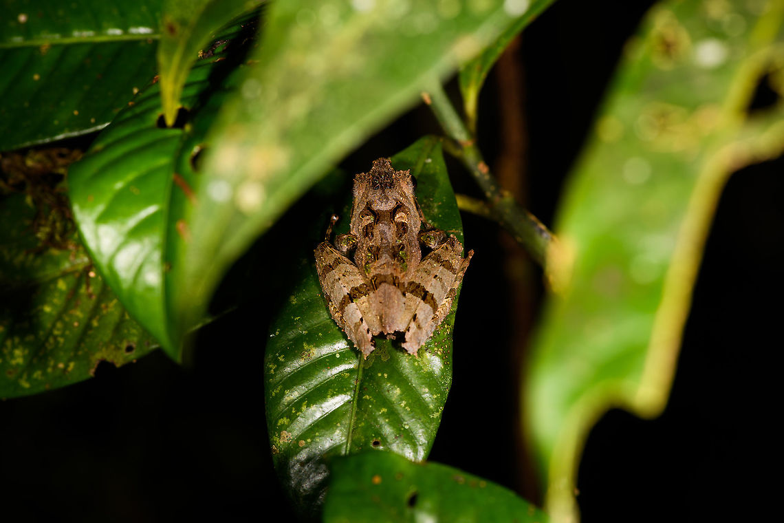 Gephyromantis ceratophrys 2 - top view, Ranomafana, Madagascar <figure class="photo"><a href="https://www.jungledragon.com/image/84442/gephyromantis_ceratophrys_2_-_side_view_ranomafana_madagascar.html" title="Gephyromantis ceratophrys 2 - side view, Ranomafana, Madagascar"><img src="https://s3.amazonaws.com/media.jungledragon.com/images/2/84442_thumb.jpg?AWSAccessKeyId=05GMT0V3GWVNE7GGM1R2&Expires=1770854410&Signature=4I3Uz6obEyLwbEL1q%2Bgh%2FE%2BBA%2F4%3D" width="200" height="142" alt="Gephyromantis ceratophrys 2 - side view, Ranomafana, Madagascar https://www.jungledragon.com/image/84441/gephyromantis_sp._-_top_view_ranomafana_madagascar.html Africa,Gephyromantis ceratophrys,Madagascar,Madagascar 2019,Ranomafana National Park,World" /></a></figure> Africa,Gephyromantis ceratophrys,Madagascar,Madagascar 2019,Ranomafana National Park,World