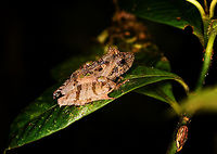 Gephyromantis ceratophrys 2 - side view, Ranomafana, Madagascar https://www.jungledragon.com/image/84441/gephyromantis_sp._-_top_view_ranomafana_madagascar.html Africa,Gephyromantis ceratophrys,Madagascar,Madagascar 2019,Ranomafana National Park,World