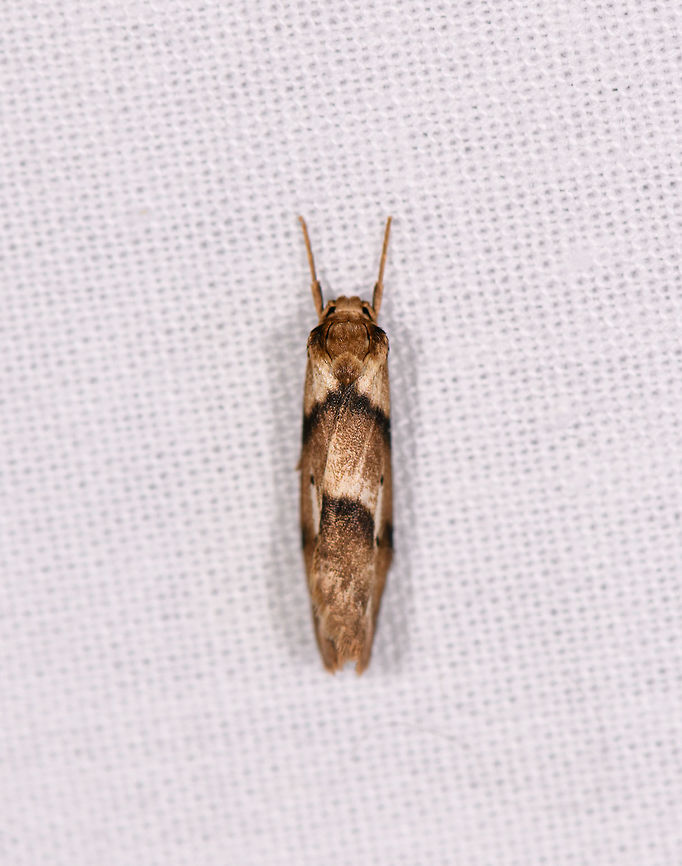 Brown moth with dark bands - folded, Ranomafana, Madagascar Looks to be the same species as found earlier this night yet with the wings folded:<br />
<figure class="photo"><a href="https://www.jungledragon.com/image/84261/brown_moth_with_dark_bands_ranomafana_madagascar.html" title="Brown moth with dark bands, Ranomafana, Madagascar"><img src="https://s3.amazonaws.com/media.jungledragon.com/images/2/84261_thumb.jpg?AWSAccessKeyId=05GMT0V3GWVNE7GGM1R2&Expires=1761782410&Signature=fd3J%2FBL0HnV%2F7YFUDUh0C4KLego%3D" width="200" height="186" alt="Brown moth with dark bands, Ranomafana, Madagascar About 2-3cm tall. Overall middle brown with both dark and light bands.<br />
https://www.jungledragon.com/image/84472/brown_moth_with_dark_bands_-_folded_ranomafana_madagascar.html Africa,Geotagged,LepiLED,Madagascar,Madagascar 2019,Ranomafana National Park,Winter,World" /></a></figure> Africa,LepiLED,Madagascar,Madagascar 2019,Ranomafana National Park,World
