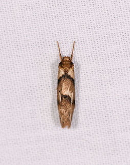 Brown moth with dark bands - folded, Ranomafana, Madagascar Looks to be the same species as found earlier this night yet with the wings folded:
https://www.jungledragon.com/image/84261/brown_moth_with_dark_bands_ranomafana_madagascar.html Africa,LepiLED,Madagascar,Madagascar 2019,Ranomafana National Park,World