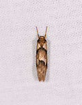 Brown moth with dark bands - folded, Ranomafana, Madagascar Looks to be the same species as found earlier this night yet with the wings folded:<br />
https://www.jungledragon.com/image/84261/brown_moth_with_dark_bands_ranomafana_madagascar.html Africa,LepiLED,Madagascar,Madagascar 2019,Ranomafana National Park,World
