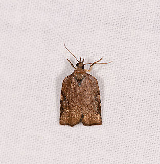 Tortricinae, Ranomafana, Madagascar ID by Maik Bippus. Africa,Geotagged,LepiLED,Madagascar,Madagascar 2019,Ranomafana National Park,Winter,World