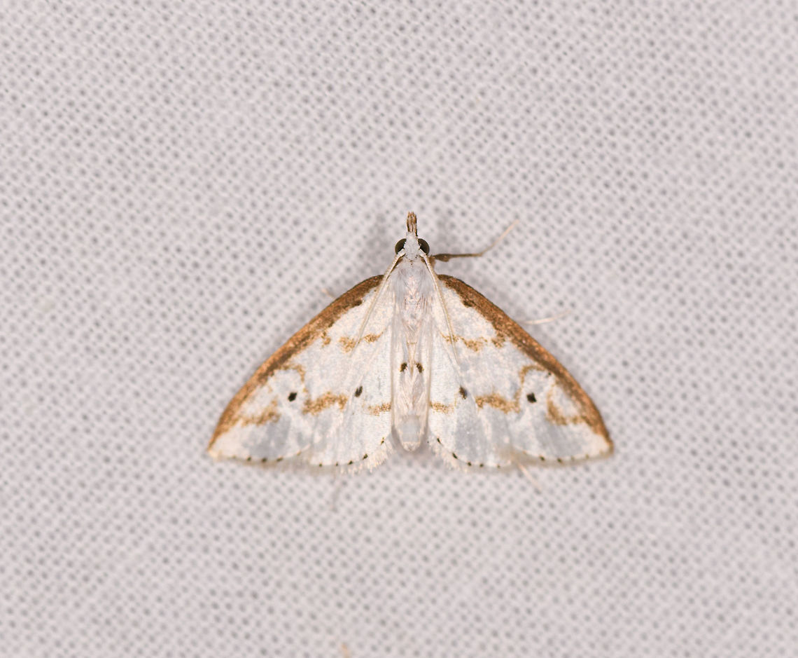 Palpita sp., Ranomafana, Madagascar  Africa,Geotagged,LepiLED,Madagascar,Madagascar 2019,Ranomafana National Park,Winter,World