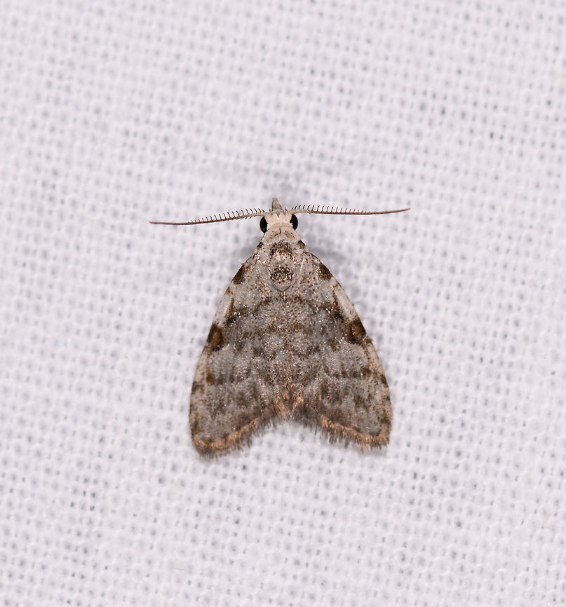 Meganola sp., Ranomafana, Madagascar  Africa,Geotagged,LepiLED,Madagascar,Madagascar 2019,Ranomafana National Park,Winter,World