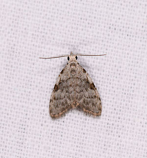 Meganola sp., Ranomafana, Madagascar  Africa,Geotagged,LepiLED,Madagascar,Madagascar 2019,Ranomafana National Park,Winter,World