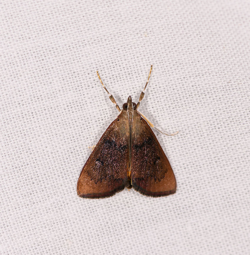 Brown Cambrid, Ranomafana, Madagascar  Africa,LepiLED,Madagascar,Madagascar 2019,Ranomafana National Park,World