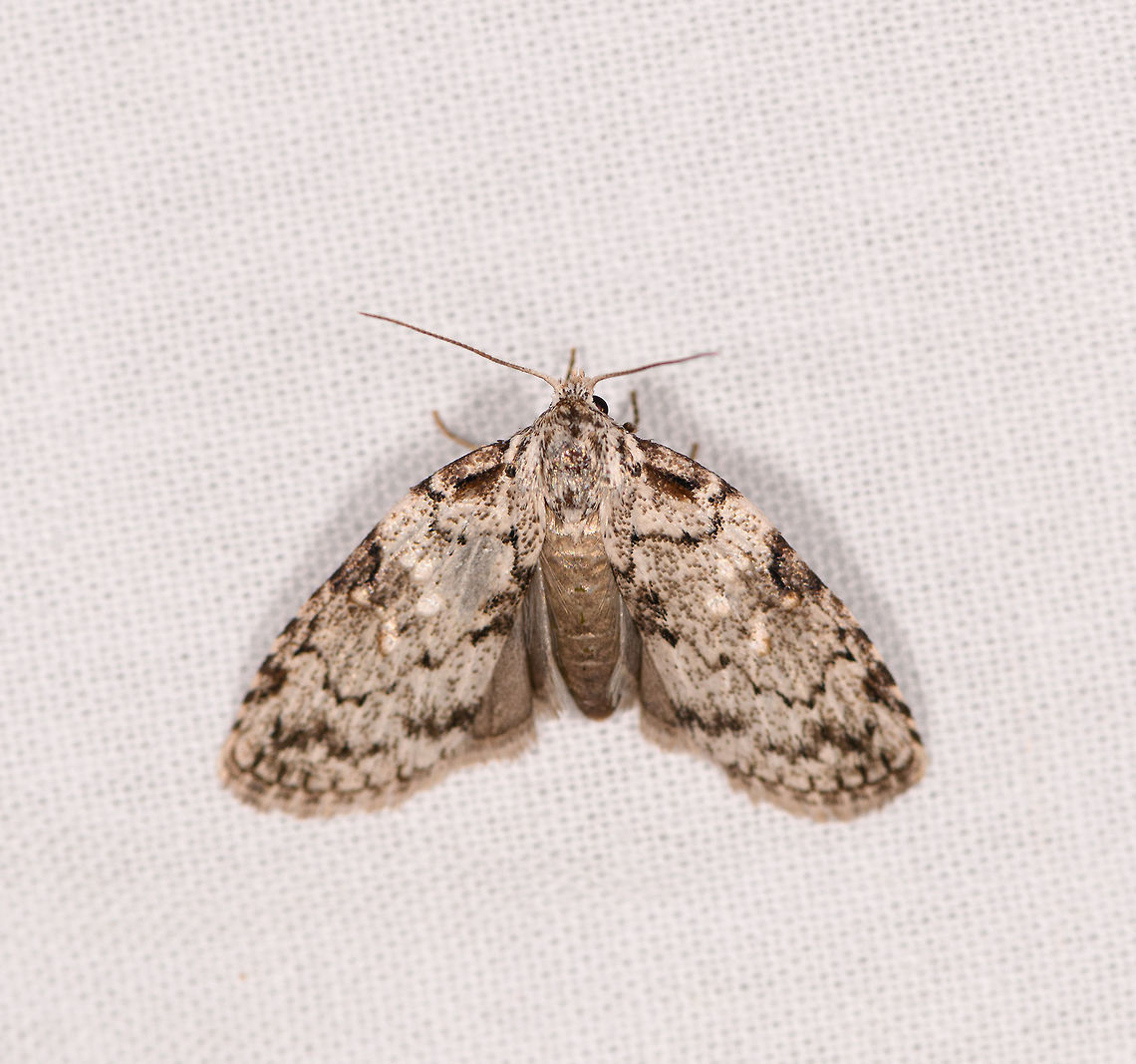 Nolidae sp. 2, Ranomafana, Madagascar Possibly same species as below found on the same night, yet a different individual:<br />
<figure class="photo"><a href="https://www.jungledragon.com/image/84266/nolidae_sp._ranomafana_madagascar.html" title="Nolidae sp., Ranomafana, Madagascar"><img src="https://s3.amazonaws.com/media.jungledragon.com/images/2/84266_thumb.jpg?AWSAccessKeyId=05GMT0V3GWVNE7GGM1R2&Expires=1770854410&Signature=5qhdo238EuNN30oKxwri7yabUeo%3D" width="200" height="200" alt="Nolidae sp., Ranomafana, Madagascar Based on this discussion:<br />
https://www.jungledragon.com/image/84186/small_white_moth_ranomafana_madagascar.html<br />
...possibly a member of the same tribe. Africa,Geotagged,LepiLED,Madagascar,Madagascar 2019,Ranomafana National Park,Winter,World" /></a></figure> Africa,LepiLED,Madagascar,Madagascar 2019,Ranomafana National Park,World