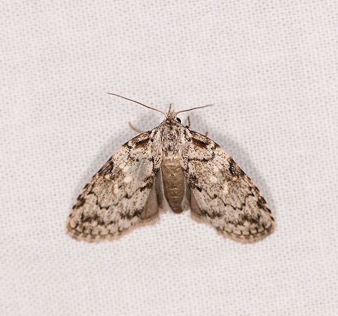 Nolidae sp. 2, Ranomafana, Madagascar Possibly same species as below found on the same night, yet a different individual:
https://www.jungledragon.com/image/84266/nolidae_sp._ranomafana_madagascar.html Africa,LepiLED,Madagascar,Madagascar 2019,Ranomafana National Park,World