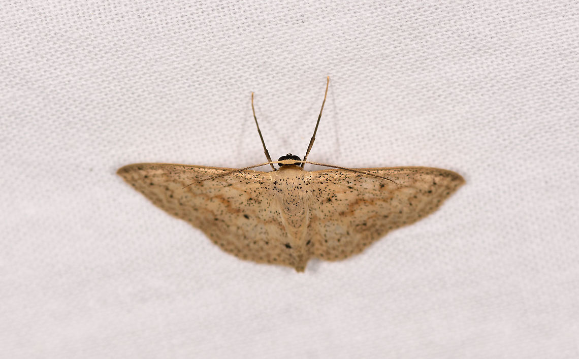Scopula sp.?, Ranomafana, Madagascar Sorry for the poor angle. Africa,LepiLED,Madagascar,Madagascar 2019,Ranomafana National Park,World