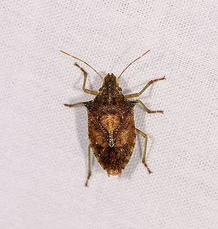 Stink bug, Ranomafana, Madagascar Bycatch on the moth cloth in Ranomafana. Africa,LepiLED,Madagascar,Madagascar 2019,Ranomafana National Park,World