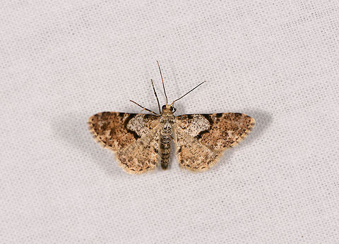 Small earth tone moth, Ranomafana, Madagascar  Africa,LepiLED,Madagascar,Madagascar 2019,Ranomafana National Park,World