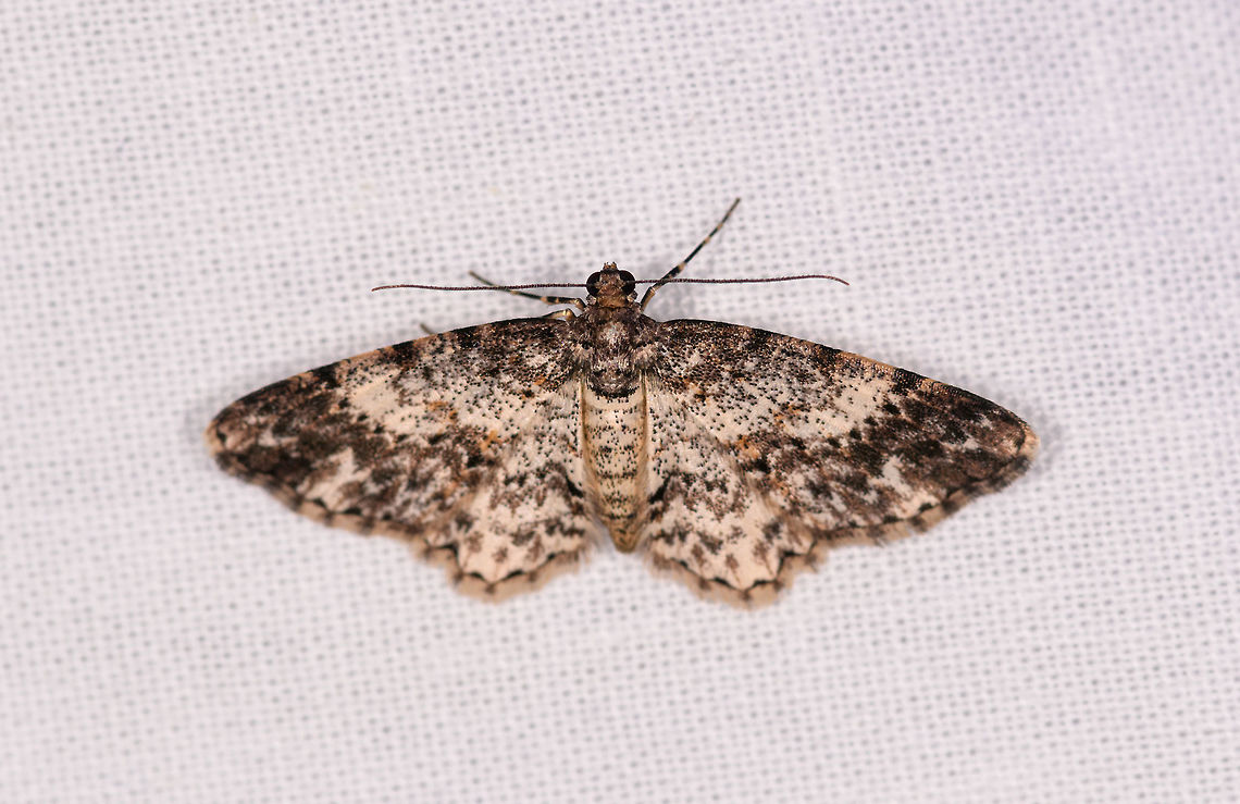 Iridopsis sp. 4, Ranomafana, Madagascar Alternative candidate: Cleora sp. Africa,LepiLED,Madagascar,Madagascar 2019,Ranomafana National Park,World