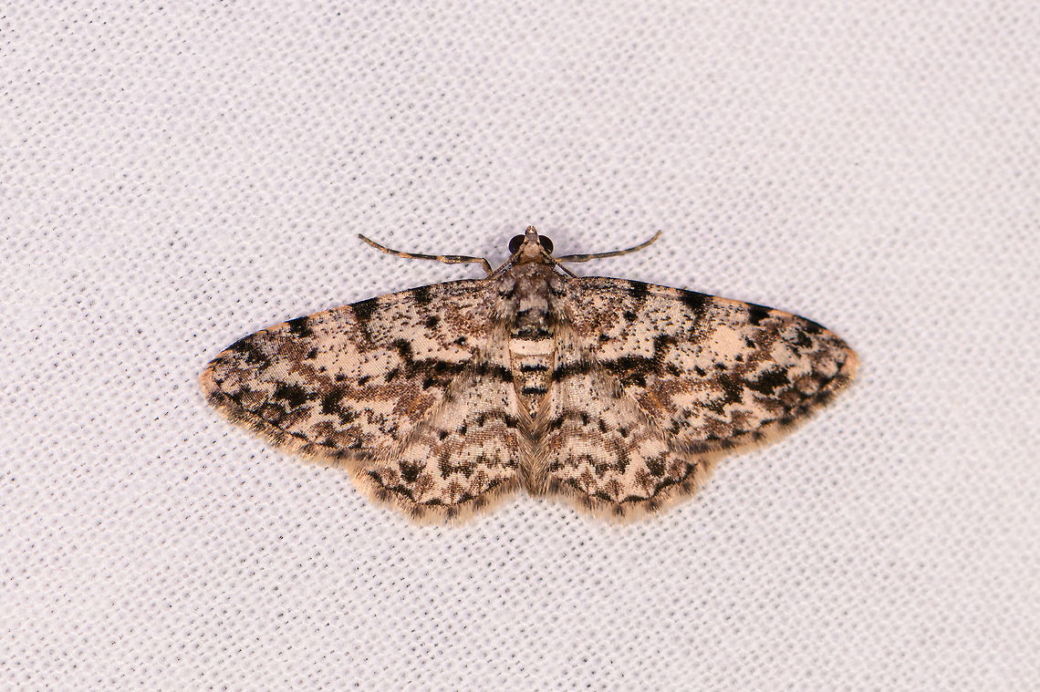 Iridopsis sp. 5, Ranomafana, Madagascar Very similar but not exactly the same:<br />
<figure class="photo"><a href="https://www.jungledragon.com/image/84481/iridopsis_sp._4_ranomafana_madagascar.html" title="Iridopsis sp. 4, Ranomafana, Madagascar"><img src="https://s3.amazonaws.com/media.jungledragon.com/images/2/84481_thumb.jpg?AWSAccessKeyId=05GMT0V3GWVNE7GGM1R2&Expires=1769040010&Signature=z94dw9kmJ4QGqgQWewBNjJZplgQ%3D" width="200" height="130" alt="Iridopsis sp. 4, Ranomafana, Madagascar Alternative candidate: Cleora sp. Africa,LepiLED,Madagascar,Madagascar 2019,Ranomafana National Park,World" /></a></figure><br />
This concludes our first night and mothing session in Ranomafana. End score is 43 species.<br />
<br />
Alternative candidate: Cleora sp. Africa,Geotagged,LepiLED,Madagascar,Madagascar 2019,Ranomafana National Park,Winter,World