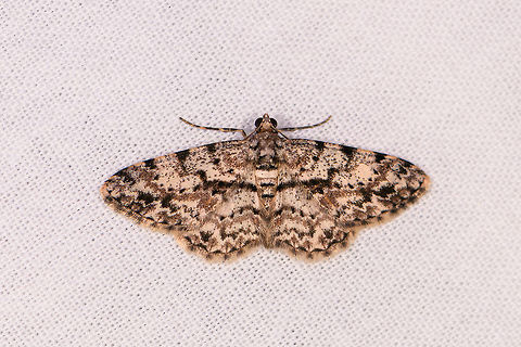 Iridopsis sp. 5, Ranomafana, Madagascar Very similar but not exactly the same:
https://www.jungledragon.com/image/84481/iridopsis_sp._4_ranomafana_madagascar.html
This concludes our first night and mothing session in Ranomafana. End score is 43 species.

Alternative candidate: Cleora sp. Africa,Geotagged,LepiLED,Madagascar,Madagascar 2019,Ranomafana National Park,Winter,World