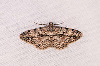 Iridopsis sp. 5, Ranomafana, Madagascar Very similar but not exactly the same:<br />
https://www.jungledragon.com/image/84481/iridopsis_sp._4_ranomafana_madagascar.html<br />
This concludes our first night and mothing session in Ranomafana. End score is 43 species.<br />
<br />
Alternative candidate: Cleora sp. Africa,Geotagged,LepiLED,Madagascar,Madagascar 2019,Ranomafana National Park,Winter,World