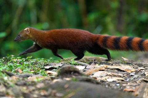 Ring-tailed Mongoose, Ranomafana, Madagascar Opening day 2 in Ranomafana, our first full day at the camp site after having arrived there in the late afternoon the day before.

It's a very poor, moved shot but still wanted to share it to discuss this beautiful, sneaky animal. After the Fossa, this is one of Madagascar's top predators. Like all mongoose, it's very opportunistic. It hunts, scavenges, steals and is not picky about its food. It is often found around human settlements, especially looking for meat left-overs.

A far more interesting observation we had in 2015, where we saw an adult and young sharing a meal. It's interesting because very little (or nothing) is known about their parenting behavior. 
https://www.jungledragon.com/image/37258/ring-tailed_mongoose_parent_and_young_feeding_amber_mountain_madagascar.html
https://www.jungledragon.com/image/37254/ring-tailed_mongoose_youngster_amber_mountain_madagascar.html Africa,Galidia elegans,Madagascar,Madagascar 2019,Ranomafana National Park,Ring-tailed mongoose,World