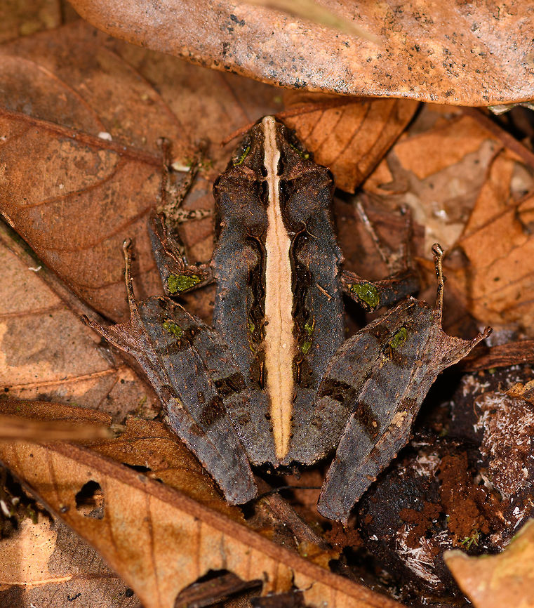 Gephyromantis sp. 2  - closeup, Ranomafana, Madagascar On our lengthy morning hike in Ranomafana, our spotter Stephanie produced one frog after the other, about a dozen in total. Some may turn out to be the same species, not sure yet. Many are in the Gephyromantis genus, which is very diverse and only partially documented. I found a great expert at FB so will update the species ID when known.<br />
<figure class="photo"><a href="https://www.jungledragon.com/image/84546/gephyromantis_sp._2_-_side_view_ranomafana_madagascar.html" title="Gephyromantis sp. 2  - side view, Ranomafana, Madagascar"><img src="https://s3.amazonaws.com/media.jungledragon.com/images/2/84546_thumb.jpg?AWSAccessKeyId=05GMT0V3GWVNE7GGM1R2&Expires=1767225610&Signature=%2FRI4jem8Gee6226qEEMTy9%2BR4Zw%3D" width="200" height="134" alt="Gephyromantis sp. 2  - side view, Ranomafana, Madagascar On our lengthy morning hike in Ranomafana, our spotter Stephanie produced one frog after the other, about a dozen in total. Some may turn out to be the same species, not sure yet. Many are in the Gephyromantis genus, which is very diverse and only partially documented. I found a great expert at FB so will update the species ID when known.<br />
https://www.jungledragon.com/image/84545/gephyromantis_sp._2_-_full_scene_ranomafana_madagascar.html<br />
https://www.jungledragon.com/image/84544/gephyromantis_sp._2_-_closeup_ranomafana_madagascar.html Africa,Gephyromantis ceratophrys,Madagascar,Madagascar 2019,Ranomafana National Park,World" /></a></figure><br />
<figure class="photo"><a href="https://www.jungledragon.com/image/84545/gephyromantis_sp._2_-_full_scene_ranomafana_madagascar.html" title="Gephyromantis sp. 2  - full scene, Ranomafana, Madagascar"><img src="https://s3.amazonaws.com/media.jungledragon.com/images/2/84545_thumb.jpg?AWSAccessKeyId=05GMT0V3GWVNE7GGM1R2&Expires=1767225610&Signature=nufh8jA50M0yvXZitkZdBvpMYLQ%3D" width="200" height="134" alt="Gephyromantis sp. 2  - full scene, Ranomafana, Madagascar On our lengthy morning hike in Ranomafana, our spotter Stephanie produced one frog after the other, about a dozen in total. Some may turn out to be the same species, not sure yet. Many are in the Gephyromantis genus, which is very diverse and only partially documented. I found a great expert at FB so will update the species ID when known.<br />
https://www.jungledragon.com/image/84546/gephyromantis_sp._2_-_side_view_ranomafana_madagascar.html<br />
https://www.jungledragon.com/image/84544/gephyromantis_sp._2_-_closeup_ranomafana_madagascar.html Africa,Gephyromantis ceratophrys,Madagascar,Madagascar 2019,Ranomafana National Park,World" /></a></figure> Africa,Gephyromantis ceratophrys,Madagascar,Madagascar 2019,Ranomafana National Park,World