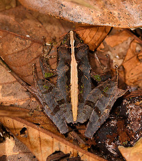 Gephyromantis sp. 2  - closeup, Ranomafana, Madagascar On our lengthy morning hike in Ranomafana, our spotter Stephanie produced one frog after the other, about a dozen in total. Some may turn out to be the same species, not sure yet. Many are in the Gephyromantis genus, which is very diverse and only partially documented. I found a great expert at FB so will update the species ID when known.
https://www.jungledragon.com/image/84546/gephyromantis_sp._2_-_side_view_ranomafana_madagascar.html
https://www.jungledragon.com/image/84545/gephyromantis_sp._2_-_full_scene_ranomafana_madagascar.html Africa,Gephyromantis ceratophrys,Madagascar,Madagascar 2019,Ranomafana National Park,World