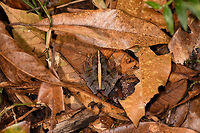 Gephyromantis sp. 2  - full scene, Ranomafana, Madagascar On our lengthy morning hike in Ranomafana, our spotter Stephanie produced one frog after the other, about a dozen in total. Some may turn out to be the same species, not sure yet. Many are in the Gephyromantis genus, which is very diverse and only partially documented. I found a great expert at FB so will update the species ID when known.<br />
https://www.jungledragon.com/image/84546/gephyromantis_sp._2_-_side_view_ranomafana_madagascar.html<br />
https://www.jungledragon.com/image/84544/gephyromantis_sp._2_-_closeup_ranomafana_madagascar.html Africa,Gephyromantis ceratophrys,Madagascar,Madagascar 2019,Ranomafana National Park,World