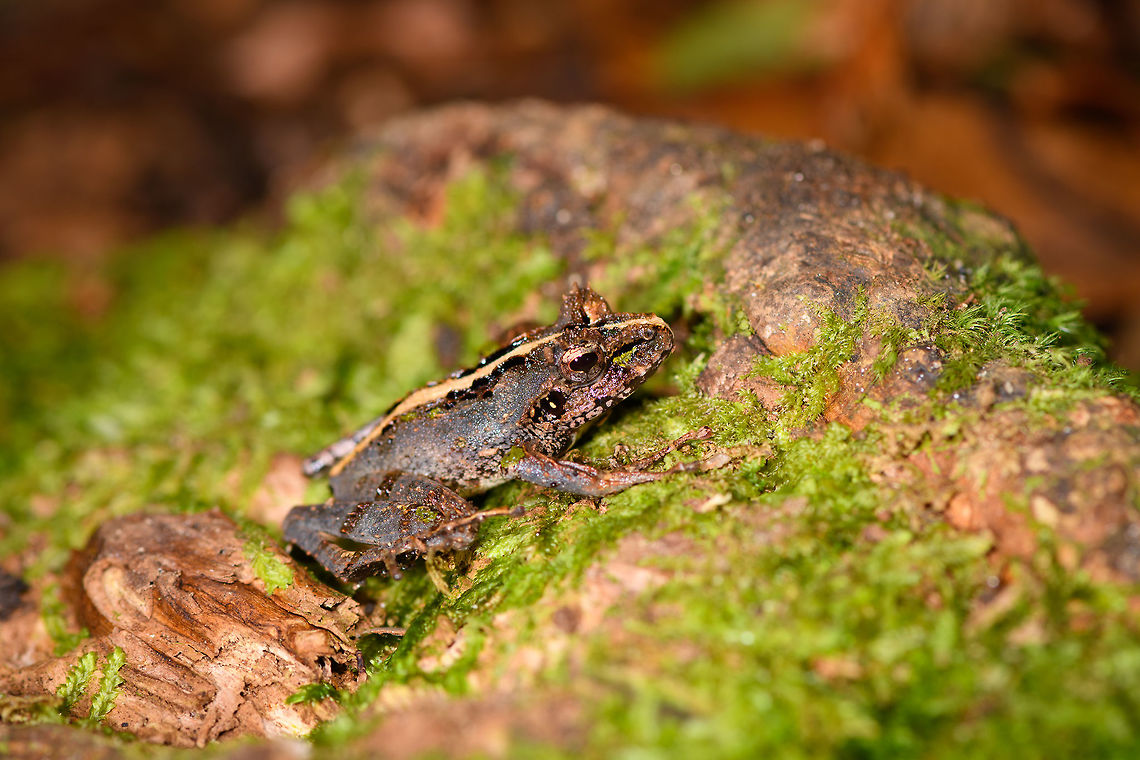 Gephyromantis sp. 2  - side view, Ranomafana, Madagascar On our lengthy morning hike in Ranomafana, our spotter Stephanie produced one frog after the other, about a dozen in total. Some may turn out to be the same species, not sure yet. Many are in the Gephyromantis genus, which is very diverse and only partially documented. I found a great expert at FB so will update the species ID when known.<br />
<figure class="photo"><a href="https://www.jungledragon.com/image/84545/gephyromantis_sp._2_-_full_scene_ranomafana_madagascar.html" title="Gephyromantis sp. 2  - full scene, Ranomafana, Madagascar"><img src="https://s3.amazonaws.com/media.jungledragon.com/images/2/84545_thumb.jpg?AWSAccessKeyId=05GMT0V3GWVNE7GGM1R2&Expires=1770854410&Signature=mOBoMtSQeuvcDliL%2FsDp97bTHwY%3D" width="200" height="134" alt="Gephyromantis sp. 2  - full scene, Ranomafana, Madagascar On our lengthy morning hike in Ranomafana, our spotter Stephanie produced one frog after the other, about a dozen in total. Some may turn out to be the same species, not sure yet. Many are in the Gephyromantis genus, which is very diverse and only partially documented. I found a great expert at FB so will update the species ID when known.<br />
https://www.jungledragon.com/image/84546/gephyromantis_sp._2_-_side_view_ranomafana_madagascar.html<br />
https://www.jungledragon.com/image/84544/gephyromantis_sp._2_-_closeup_ranomafana_madagascar.html Africa,Gephyromantis ceratophrys,Madagascar,Madagascar 2019,Ranomafana National Park,World" /></a></figure><br />
<figure class="photo"><a href="https://www.jungledragon.com/image/84544/gephyromantis_sp._2_-_closeup_ranomafana_madagascar.html" title="Gephyromantis sp. 2  - closeup, Ranomafana, Madagascar"><img src="https://s3.amazonaws.com/media.jungledragon.com/images/2/84544_thumb.jpg?AWSAccessKeyId=05GMT0V3GWVNE7GGM1R2&Expires=1770854410&Signature=J8fVIGEMSg60nmhdHQ8T9FdTB0U%3D" width="134" height="152" alt="Gephyromantis sp. 2  - closeup, Ranomafana, Madagascar On our lengthy morning hike in Ranomafana, our spotter Stephanie produced one frog after the other, about a dozen in total. Some may turn out to be the same species, not sure yet. Many are in the Gephyromantis genus, which is very diverse and only partially documented. I found a great expert at FB so will update the species ID when known.<br />
https://www.jungledragon.com/image/84546/gephyromantis_sp._2_-_side_view_ranomafana_madagascar.html<br />
https://www.jungledragon.com/image/84545/gephyromantis_sp._2_-_full_scene_ranomafana_madagascar.html Africa,Gephyromantis ceratophrys,Madagascar,Madagascar 2019,Ranomafana National Park,World" /></a></figure> Africa,Gephyromantis ceratophrys,Madagascar,Madagascar 2019,Ranomafana National Park,World