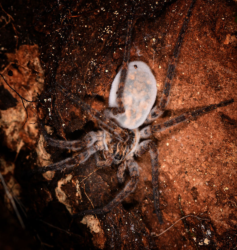Fungus infected spider, Ranomafana, Madagascar I have no idea what&#039;s up with this spider. It is covered all over with white fine hair (or hair-like), most visible on the abdomen. Natural appearance? Fungus infection? <br />
<br />
Update: expert confirmed its a fungus infection, and the spider is dead.<br />
<br />
Species: wandering spider, family Ctenidae, possibly genus Mahafalytenus. Africa,Madagascar,Madagascar 2019,Ranomafana National Park,World