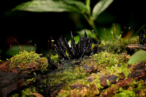 Black Xylaria sp., Ranomafana, Madagascar Assumed genus. Africa,Madagascar,Madagascar 2019,Ranomafana National Park,World