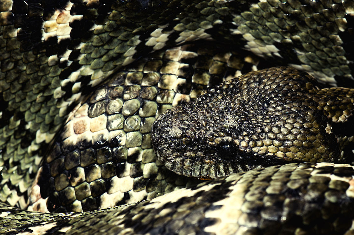 Madagascar tree boa closeup Endemic to Madagascar, this one was found in a reptile zoo and I was able to get awfully close. Boa manditra,Madagascar,Malagasy tree boa,Pyreras Reserve,Sanzinia madagascariensis