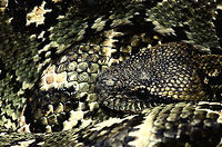 Madagascar tree boa closeup Endemic to Madagascar, this one was found in a reptile zoo and I was able to get awfully close. Boa manditra,Madagascar,Malagasy tree boa,Pyreras Reserve,Sanzinia madagascariensis