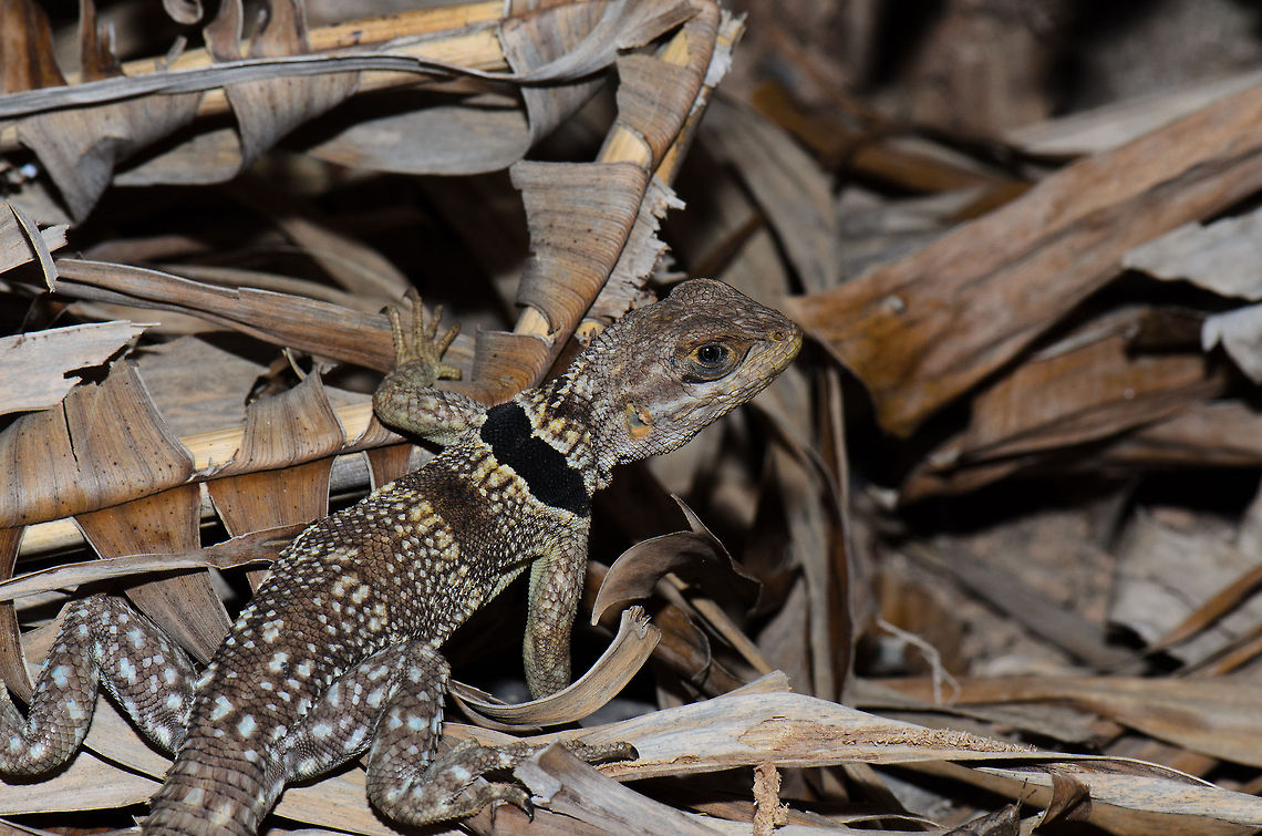 Madagascan collared iguana Endemic to Madagascar, easy to recognize by their black collar, but not that easy to spot. Madagascar,Oplurus cuvieri,Pyreras Reserve