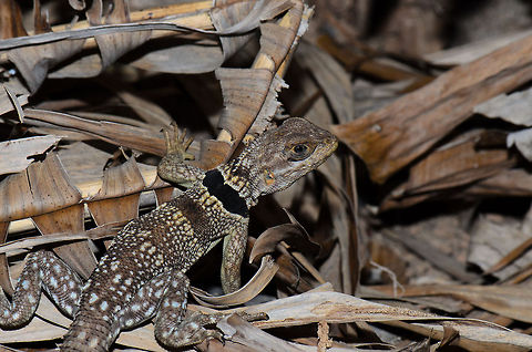 Madagascan collared iguana Endemic to Madagascar, easy to recognize by their black collar, but not that easy to spot. Madagascar,Oplurus cuvieri,Pyreras Reserve