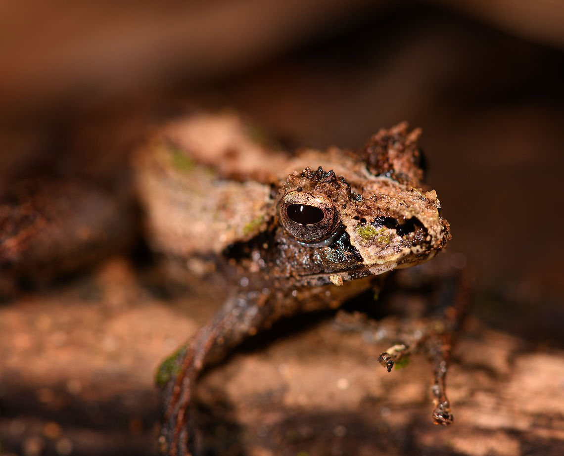 Gephyromantis ceratophrys 3 - closeup, Ranomafana, Madagascar Another observation of this highly variable species which we found several times in a row. Included is a size reference where the frog is on our guide's hand. <br />
<figure class="photo"><a href="https://www.jungledragon.com/image/84621/gephyromantis_ceratophrys_3_-_size_reference_ranomafana_madagascar.html" title="Gephyromantis ceratophrys 3 - size reference, Ranomafana, Madagascar"><img src="https://s3.amazonaws.com/media.jungledragon.com/images/2/84621_thumb.jpg?AWSAccessKeyId=05GMT0V3GWVNE7GGM1R2&Expires=1770854410&Signature=8ffa5nOXTMsbpHK6reFmbiCYKPo%3D" width="200" height="134" alt="Gephyromantis ceratophrys 3 - size reference, Ranomafana, Madagascar Another observation of this highly variable species which we found several times in a row. Included is a size reference where the frog is on our guide's hand. <br />
https://www.jungledragon.com/image/84620/gephyromantis_ceratophrys_3_-_front_ranomafana_madagascar.html<br />
https://www.jungledragon.com/image/84619/gephyromantis_ceratophrys_3_-_closeup_ranomafana_madagascar.html Africa,Gephyromantis ceratophrys,Madagascar,Madagascar 2019,Ranomafana National Park,World" /></a></figure><br />
<figure class="photo"><a href="https://www.jungledragon.com/image/84620/gephyromantis_ceratophrys_3_-_front_ranomafana_madagascar.html" title="Gephyromantis ceratophrys 3 - front, Ranomafana, Madagascar"><img src="https://s3.amazonaws.com/media.jungledragon.com/images/2/84620_thumb.jpg?AWSAccessKeyId=05GMT0V3GWVNE7GGM1R2&Expires=1770854410&Signature=Z6sWToTFF5jB6VubWpRswH8ES%2BE%3D" width="200" height="136" alt="Gephyromantis ceratophrys 3 - front, Ranomafana, Madagascar Another observation of this highly variable species which we found several times in a row. Included is a size reference where the frog is on our guide's hand. <br />
https://www.jungledragon.com/image/84621/gephyromantis_ceratophrys_3_-_size_reference_ranomafana_madagascar.html<br />
https://www.jungledragon.com/image/84619/gephyromantis_ceratophrys_3_-_closeup_ranomafana_madagascar.html Africa,Geotagged,Gephyromantis ceratophrys,Madagascar,Madagascar 2019,Ranomafana National Park,Winter,World" /></a></figure> Africa,Geotagged,Gephyromantis ceratophrys,Madagascar,Madagascar 2019,Ranomafana National Park,Winter,World
