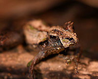 Gephyromantis ceratophrys 3 - closeup, Ranomafana, Madagascar Another observation of this highly variable species which we found several times in a row. Included is a size reference where the frog is on our guide's hand. <br />
https://www.jungledragon.com/image/84621/gephyromantis_ceratophrys_3_-_size_reference_ranomafana_madagascar.html<br />
https://www.jungledragon.com/image/84620/gephyromantis_ceratophrys_3_-_front_ranomafana_madagascar.html Africa,Geotagged,Gephyromantis ceratophrys,Madagascar,Madagascar 2019,Ranomafana National Park,Winter,World