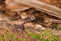 Gephyromantis ceratophrys 3 - front, Ranomafana, Madagascar Another observation of this highly variable species which we found several times in a row. Included is a size reference where the frog is on our guide's hand. <br />
https://www.jungledragon.com/image/84621/gephyromantis_ceratophrys_3_-_size_reference_ranomafana_madagascar.html<br />
https://www.jungledragon.com/image/84619/gephyromantis_ceratophrys_3_-_closeup_ranomafana_madagascar.html Africa,Geotagged,Gephyromantis ceratophrys,Madagascar,Madagascar 2019,Ranomafana National Park,Winter,World