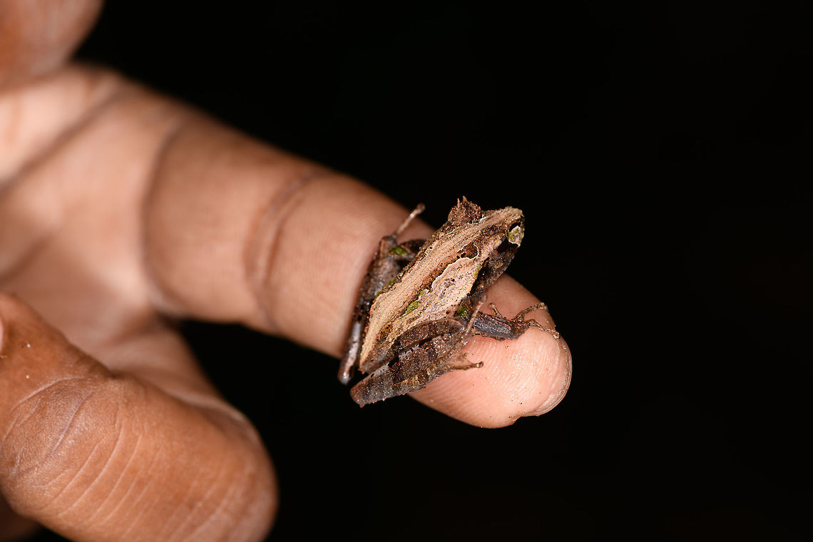 Gephyromantis ceratophrys 3 - size reference, Ranomafana, Madagascar Another observation of this highly variable species which we found several times in a row. Included is a size reference where the frog is on our guide's hand. <br />
<figure class="photo"><a href="https://www.jungledragon.com/image/84620/gephyromantis_ceratophrys_3_-_front_ranomafana_madagascar.html" title="Gephyromantis ceratophrys 3 - front, Ranomafana, Madagascar"><img src="https://s3.amazonaws.com/media.jungledragon.com/images/2/84620_thumb.jpg?AWSAccessKeyId=05GMT0V3GWVNE7GGM1R2&Expires=1770854410&Signature=Z6sWToTFF5jB6VubWpRswH8ES%2BE%3D" width="200" height="136" alt="Gephyromantis ceratophrys 3 - front, Ranomafana, Madagascar Another observation of this highly variable species which we found several times in a row. Included is a size reference where the frog is on our guide's hand. <br />
https://www.jungledragon.com/image/84621/gephyromantis_ceratophrys_3_-_size_reference_ranomafana_madagascar.html<br />
https://www.jungledragon.com/image/84619/gephyromantis_ceratophrys_3_-_closeup_ranomafana_madagascar.html Africa,Geotagged,Gephyromantis ceratophrys,Madagascar,Madagascar 2019,Ranomafana National Park,Winter,World" /></a></figure><br />
<figure class="photo"><a href="https://www.jungledragon.com/image/84619/gephyromantis_ceratophrys_3_-_closeup_ranomafana_madagascar.html" title="Gephyromantis ceratophrys 3 - closeup, Ranomafana, Madagascar"><img src="https://s3.amazonaws.com/media.jungledragon.com/images/2/84619_thumb.jpg?AWSAccessKeyId=05GMT0V3GWVNE7GGM1R2&Expires=1770854410&Signature=cl1V89WetKUlnBw1UPdG%2Fxp%2BUV4%3D" width="200" height="162" alt="Gephyromantis ceratophrys 3 - closeup, Ranomafana, Madagascar Another observation of this highly variable species which we found several times in a row. Included is a size reference where the frog is on our guide's hand. <br />
https://www.jungledragon.com/image/84621/gephyromantis_ceratophrys_3_-_size_reference_ranomafana_madagascar.html<br />
https://www.jungledragon.com/image/84620/gephyromantis_ceratophrys_3_-_front_ranomafana_madagascar.html Africa,Geotagged,Gephyromantis ceratophrys,Madagascar,Madagascar 2019,Ranomafana National Park,Winter,World" /></a></figure> Africa,Gephyromantis ceratophrys,Madagascar,Madagascar 2019,Ranomafana National Park,World