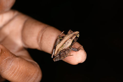 Gephyromantis ceratophrys 3 - size reference, Ranomafana, Madagascar Another observation of this highly variable species which we found several times in a row. Included is a size reference where the frog is on our guide's hand. 
https://www.jungledragon.com/image/84620/gephyromantis_ceratophrys_3_-_front_ranomafana_madagascar.html
https://www.jungledragon.com/image/84619/gephyromantis_ceratophrys_3_-_closeup_ranomafana_madagascar.html Africa,Gephyromantis ceratophrys,Madagascar,Madagascar 2019,Ranomafana National Park,World