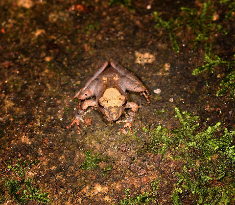 Gephyromantis sculpturatus 4 - frontal, Ranomafana, Madagascar Our 4th observation of this variable species.
https://www.jungledragon.com/image/84623/gephyromantis_ceratophrys_4_-_top_ranomafana_madagascar.html
https://www.jungledragon.com/image/84624/gephyromantis_ceratophrys_4_-_side_ranomafana_madagascar.html
https://www.jungledragon.com/image/84625/gephyromantis_ceratophrys_4_-_closeup_ranomafana_madagascar.html Africa,Gephyromantis sculpturatus,Madagascar,Madagascar 2019,Ranomafana National Park,Sculpted Madagascar Frog,World