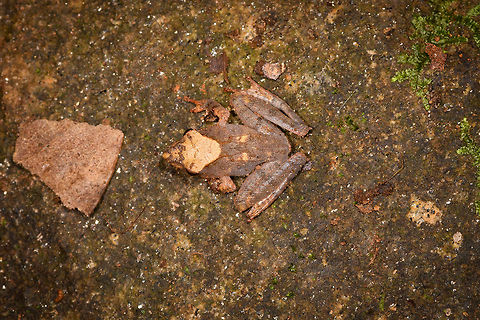 Gephyromantis sculpturatus 4 - top, Ranomafana, Madagascar Our 4th observation of this variable species.
https://www.jungledragon.com/image/84622/gephyromantis_ceratophrys_4_-_frontal_ranomafana_madagascar.html
https://www.jungledragon.com/image/84624/gephyromantis_ceratophrys_4_-_side_ranomafana_madagascar.html
https://www.jungledragon.com/image/84625/gephyromantis_ceratophrys_4_-_closeup_ranomafana_madagascar.html Africa,Geotagged,Gephyromantis sculpturatus,Madagascar,Madagascar 2019,Ranomafana National Park,Sculpted Madagascar Frog,Winter,World