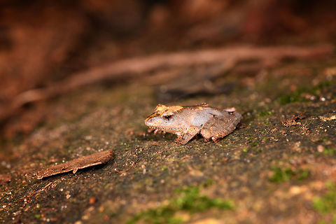 Gephyromantis sculpturatus 4 - side, Ranomafana, Madagascar Our 4th observation of this variable species.
https://www.jungledragon.com/image/84622/gephyromantis_ceratophrys_4_-_frontal_ranomafana_madagascar.html
https://www.jungledragon.com/image/84623/gephyromantis_ceratophrys_4_-_top_ranomafana_madagascar.html
https://www.jungledragon.com/image/84625/gephyromantis_ceratophrys_4_-_closeup_ranomafana_madagascar.html Africa,Gephyromantis sculpturatus,Madagascar,Madagascar 2019,Ranomafana National Park,Sculpted Madagascar Frog,World