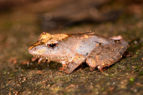 Gephyromantis sculpturatus 4 - closeup, Ranomafana, Madagascar Our 4th observation of this variable species.
https://www.jungledragon.com/image/84622/gephyromantis_ceratophrys_4_-_frontal_ranomafana_madagascar.html
https://www.jungledragon.com/image/84623/gephyromantis_ceratophrys_4_-_top_ranomafana_madagascar.html
https://www.jungledragon.com/image/84624/gephyromantis_ceratophrys_4_-_side_ranomafana_madagascar.html Africa,Gephyromantis sculpturatus,Madagascar,Madagascar 2019,Ranomafana National Park,Sculpted Madagascar Frog,World