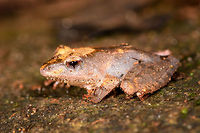 Gephyromantis sculpturatus 4 - closeup, Ranomafana, Madagascar Our 4th observation of this variable species.<br />
https://www.jungledragon.com/image/84622/gephyromantis_ceratophrys_4_-_frontal_ranomafana_madagascar.html<br />
https://www.jungledragon.com/image/84623/gephyromantis_ceratophrys_4_-_top_ranomafana_madagascar.html<br />
https://www.jungledragon.com/image/84624/gephyromantis_ceratophrys_4_-_side_ranomafana_madagascar.html Africa,Gephyromantis sculpturatus,Madagascar,Madagascar 2019,Ranomafana National Park,Sculpted Madagascar Frog,World