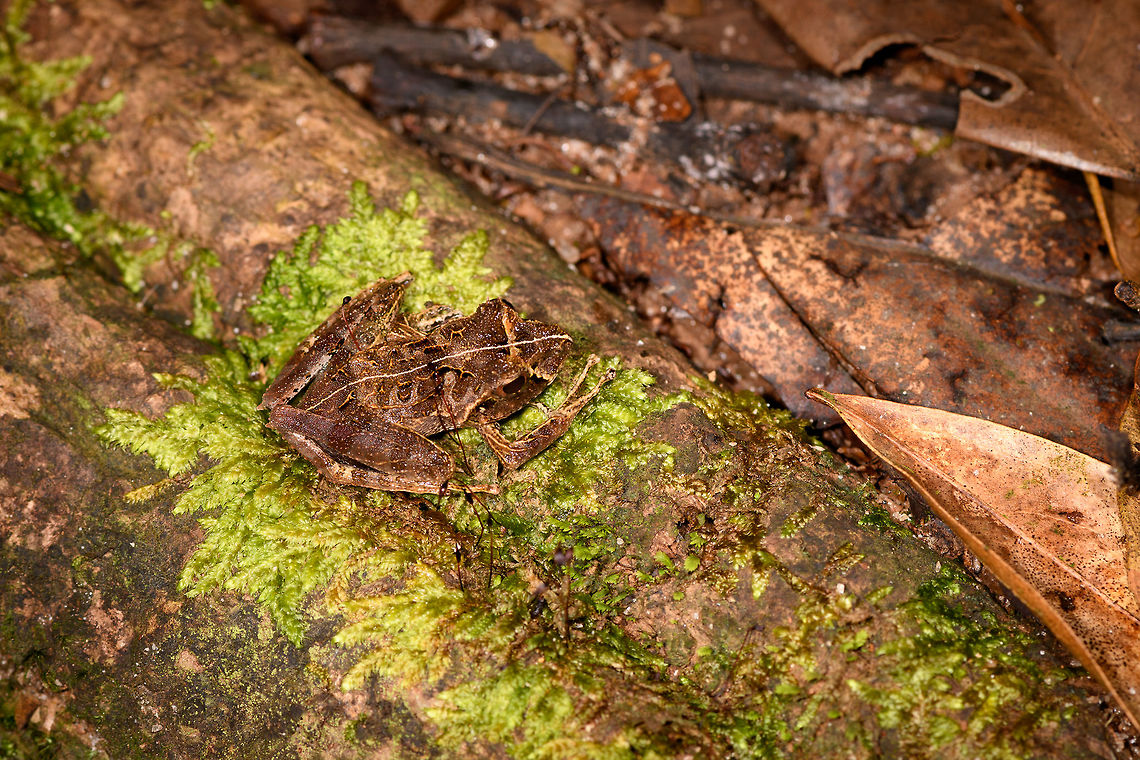 Gephyromantis ceratophrys 5 - top view, Ranomafana, Madagascar The fifth frog in a row found in Ranomafana that all turn out to be the same species: Gephyromantis ceratophrys.<br />
<figure class="photo"><a href="https://www.jungledragon.com/image/84675/gephyromantis_ceratophrys_5_-_side_view_ranomafana_madagascar.html" title="Gephyromantis ceratophrys 5 - side view, Ranomafana, Madagascar"><img src="https://s3.amazonaws.com/media.jungledragon.com/images/2/84675_thumb.jpg?AWSAccessKeyId=05GMT0V3GWVNE7GGM1R2&Expires=1759968010&Signature=hbIna%2ByUyyTVkcVxoaUvaqApYOo%3D" width="200" height="146" alt="Gephyromantis ceratophrys 5 - side view, Ranomafana, Madagascar The fifth frog in a row found in Ranomafana that all turn out to be the same species: Gephyromantis ceratophrys.<br />
https://www.jungledragon.com/image/84674/gephyromantis_ceratophrys_5_-_top_view_ranomafana_madagascar.html Africa,Geotagged,Gephyromantis ceratophrys,Madagascar,Madagascar 2019,Ranomafana National Park,Winter,World" /></a></figure> Africa,Geotagged,Gephyromantis ceratophrys,Madagascar,Madagascar 2019,Ranomafana National Park,Winter,World