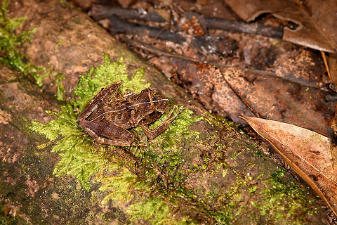 Gephyromantis ceratophrys 5 - top view, Ranomafana, Madagascar The fifth frog in a row found in Ranomafana that all turn out to be the same species: Gephyromantis ceratophrys.
https://www.jungledragon.com/image/84675/gephyromantis_ceratophrys_5_-_side_view_ranomafana_madagascar.html Africa,Geotagged,Gephyromantis ceratophrys,Madagascar,Madagascar 2019,Ranomafana National Park,Winter,World