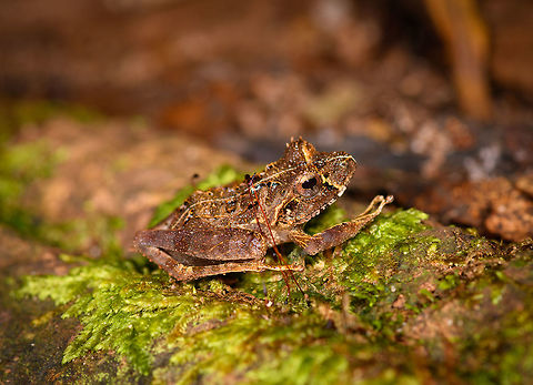 Gephyromantis ceratophrys 5 - side view, Ranomafana, Madagascar The fifth frog in a row found in Ranomafana that all turn out to be the same species: Gephyromantis ceratophrys.
https://www.jungledragon.com/image/84674/gephyromantis_ceratophrys_5_-_top_view_ranomafana_madagascar.html Africa,Geotagged,Gephyromantis ceratophrys,Madagascar,Madagascar 2019,Ranomafana National Park,Winter,World