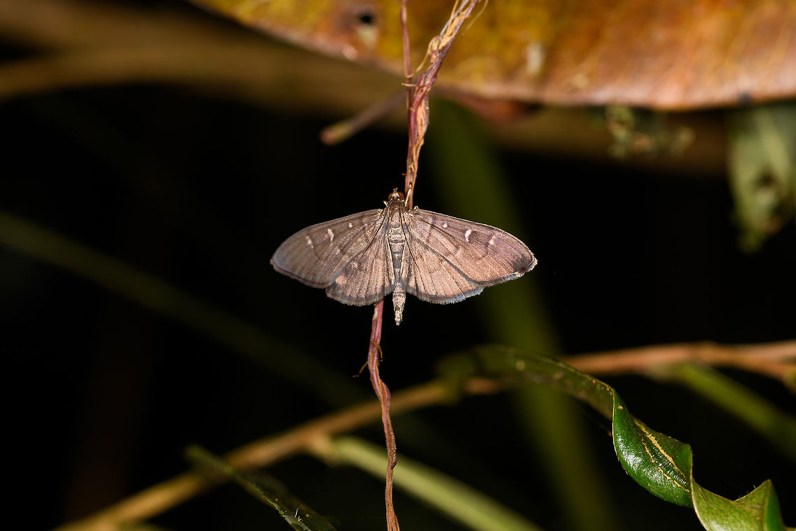 Herpetogramma nr. ovialis, Ranomafana, Madagascar Near Herpetogramma ovialis, would need dissection to confirm. ID by Maik Bippus. Africa,Herpetogramma ovialis,Madagascar,Madagascar 2019,Ranomafana National Park,World