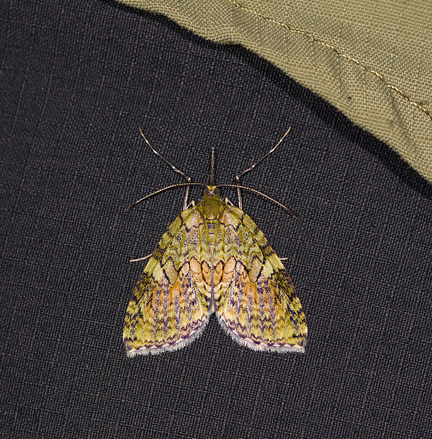 Trichopterygini, Ranomafana, Madagascar Found on Ymke's (my niece) thigh. Africa,Madagascar,Madagascar 2019,Ranomafana National Park,World