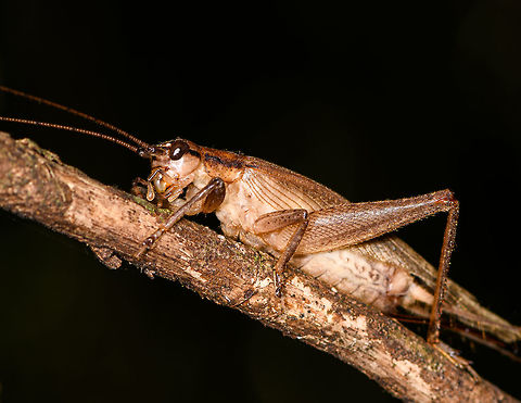 Katydid closeup, Ranomafana, Madagascar Found by day, despite the dark background. Africa,Geotagged,Madagascar,Madagascar 2019,Ranomafana National Park,Winter,World