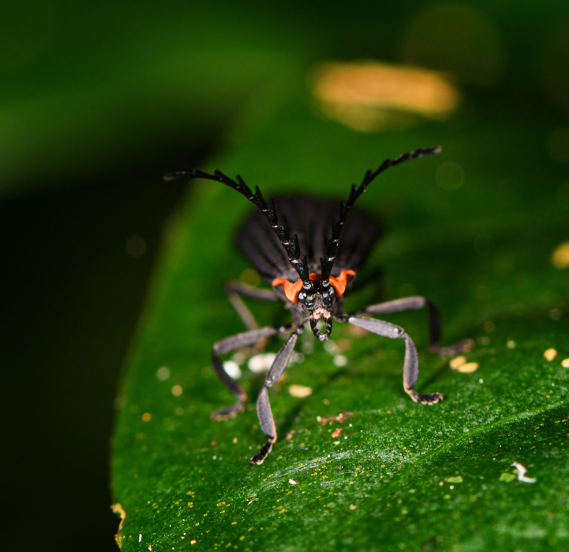 Net-winged beetle (Metriorrhynchini), Ranomafana, Colombia Struggling to first confirm the correct family, my first guess is a Darkling beetle.<br />
<figure class="photo"><a href="https://www.jungledragon.com/image/84681/net-winged_beetle_metriorrhynchini_-_side_view_ranomafana_colombia.html" title="Net-winged beetle (Metriorrhynchini) - side view, Ranomafana, Colombia"><img src="https://s3.amazonaws.com/media.jungledragon.com/images/2/84681_thumb.jpg?AWSAccessKeyId=05GMT0V3GWVNE7GGM1R2&Expires=1770854410&Signature=vclkw9lua%2F4lABd0GLs9hCCTLXo%3D" width="200" height="134" alt="Net-winged beetle (Metriorrhynchini) - side view, Ranomafana, Colombia https://www.jungledragon.com/image/84680/beetle_with_long_antennae_ranomafana_colombia.html Africa,Madagascar,Madagascar 2019,Ranomafana National Park,World" /></a></figure> Africa,Madagascar,Madagascar 2019,Ranomafana National Park,World
