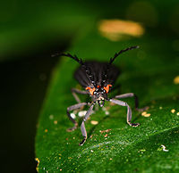 Net-winged beetle (Metriorrhynchini), Ranomafana, Colombia Struggling to first confirm the correct family, my first guess is a Darkling beetle.<br />
https://www.jungledragon.com/image/84681/beetle_with_long_antennae_-_side_view_ranomafana_colombia.html Africa,Madagascar,Madagascar 2019,Ranomafana National Park,World