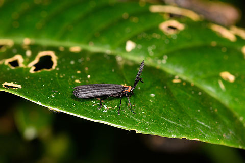 Net-winged beetle (Metriorrhynchini) - side view, Ranomafana, Colombia https://www.jungledragon.com/image/84680/beetle_with_long_antennae_ranomafana_colombia.html Africa,Madagascar,Madagascar 2019,Ranomafana National Park,World
